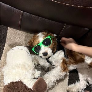 Meet your Posher, Aneesh